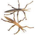 thumbnail image 4 of STOBOK 2Pcs Plastic Stick Insect Model Assorted Colors for Creative Biological Cognition and Decor, 4 of 8