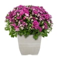 thumbnail image 3 of Expert Gardener 24" Pink Chrysanthemum Live Plants in 1GAL Decorative Pot Full Sun, 3 of 9