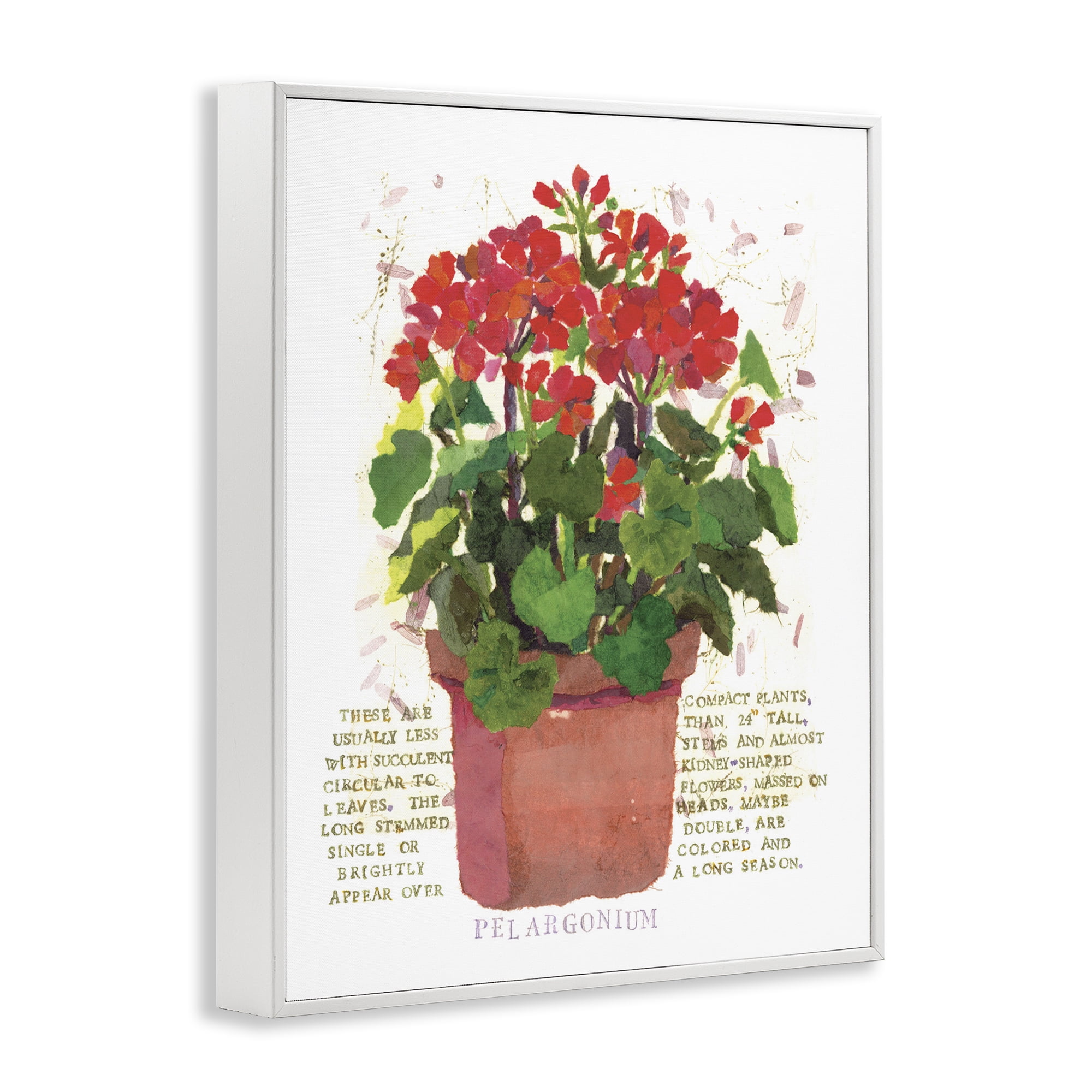 Stupell Industries Red Potted Geranium Botanical & Floral Painting White Framed Art Print Wall Art, 24 x 30
