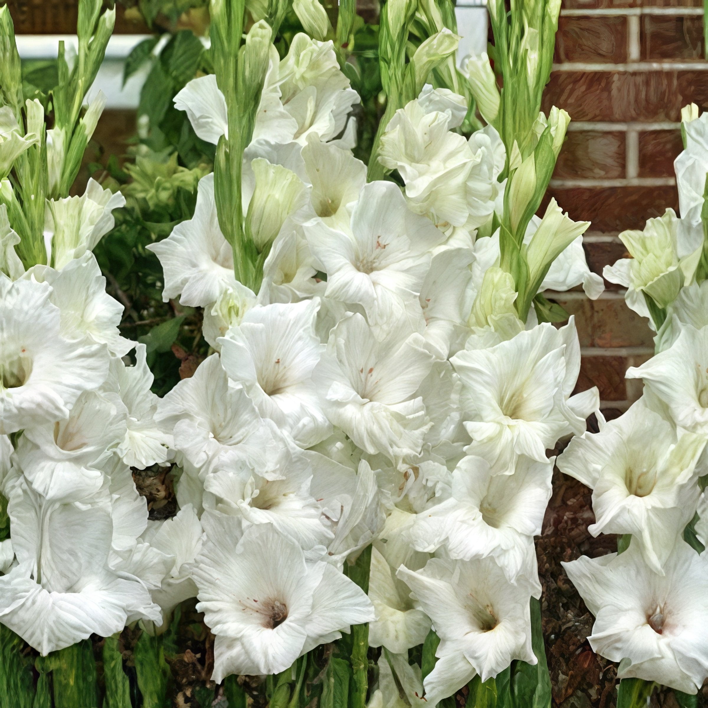 National Plant Network Gladioli White Prosperity Bulbs (20-Pack)