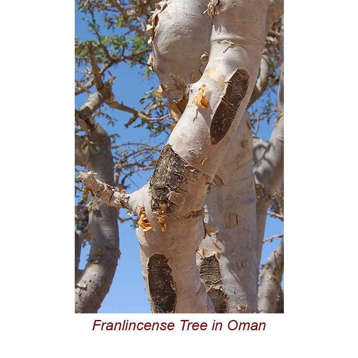 Frankincense Organic Essential Oil 5 ml (1/6 fl oz) - 100% Pure and Natural by Silky Scents