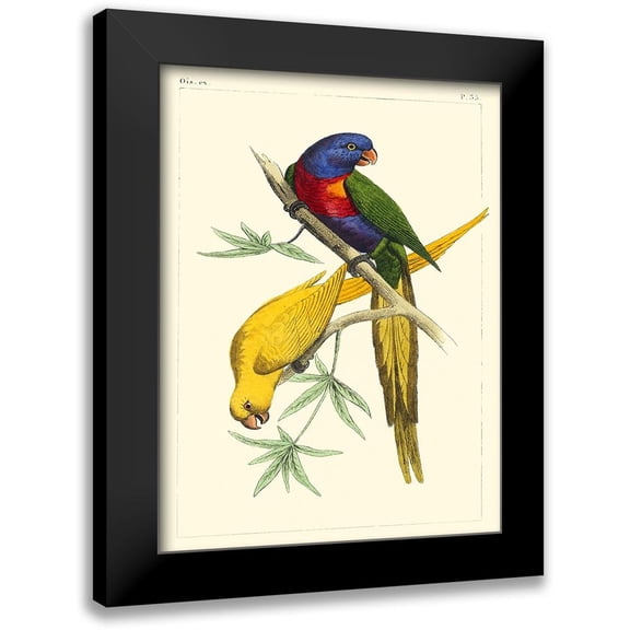 Lemaire, C.L. 12x14 Black Modern Framed Museum Art Print Titled - Small Lemaire Parrots IV