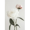 thumbnail image 2 of 1x Studio III 17x24 Black Ornate Wood Framed with Double Matting Museum Art Print Titled - Peony 12, 2 of 4