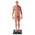 thumbnail image 2 of Musculoskeletal Structure, 11.8 X 3.1 X 3in Male Anatomical Model Whole Body  Line  For Reference Teaching Or Study To Meet Different Demands., 2 of 8