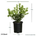 thumbnail image 2 of Expert Gardener Dwarf Burford Holly (2.5 Quart) Compact Evergreen Shrub with Glossy Green Foliage - Full Sun Plant, 2 of 4