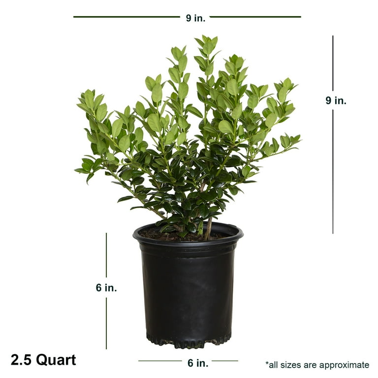 HOLLY Amazon.com : Blooming & Beautiful - Sky Box Holly - 3 gal