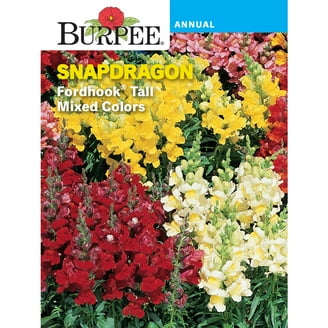 Burpee Perennial Wildflower Seeds Mix Attracts Pollinators 50,000 Seeds for  Full Sun - Walmart.com