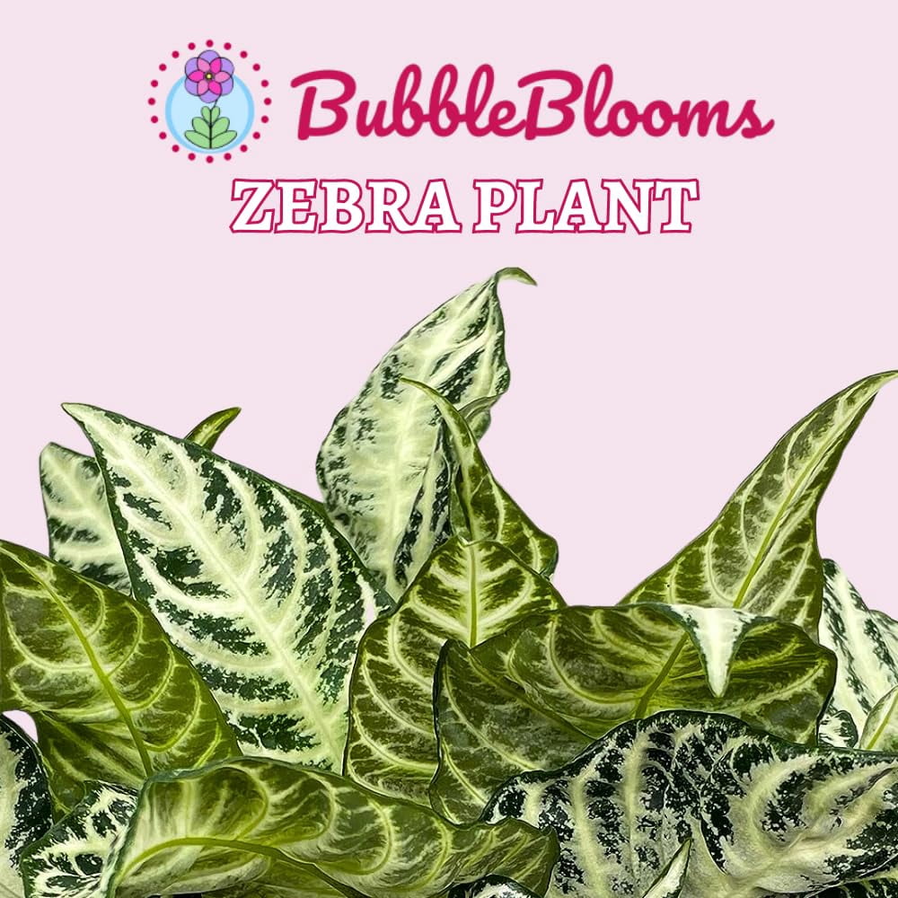 Zebra Plant, Aphelandra squarrosa, Zebraplant in a 4 inch Pot