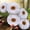 White, variant on 5 Pcs 30'' 24'' Gaint White Tissue Paper Flowers Decoration Wonderland Large Hanging White Tissue Paper Pom Poms Decor for Wonderland boho Birthday Bachelorette Wedding Baby Shower Party Decor