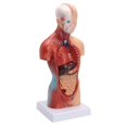 thumbnail image 3 of 11" Desktop Human Torso Anatomy Model including 15-Part Removable Education Organs for Teaching, 3 of 5