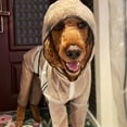 thumbnail image 6 of Walbest Pet Dog Raincoat Transparent Waterproof Hooded Dog Rain Out Clothes for Small Large Dogs (S-7XL), 6 of 7