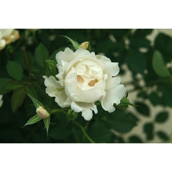 Icecap™ Landscape Shrub Rose