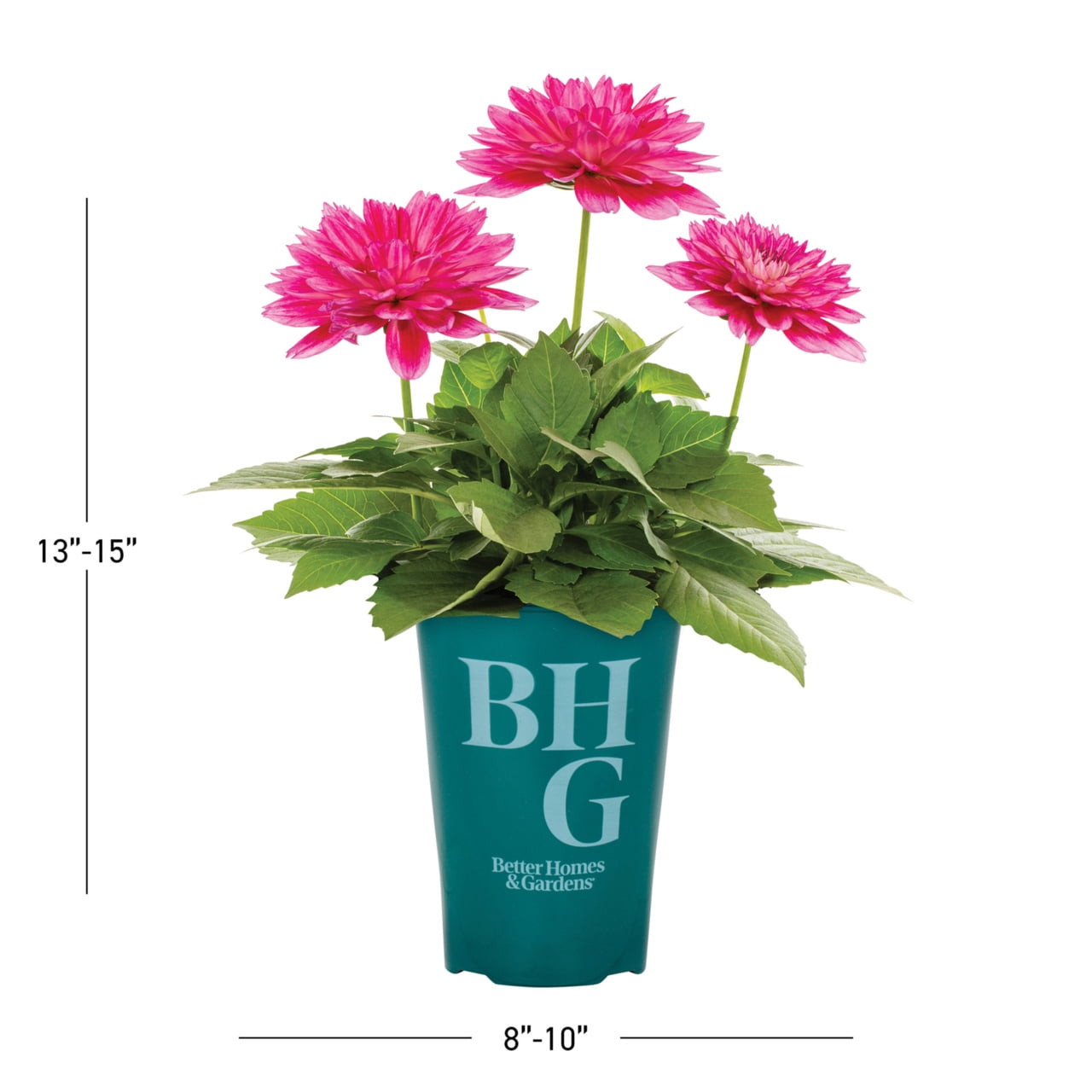 Better Homes & Gardens 2QT Pink Dahlia Live Annual Plant Sun 3-Pack