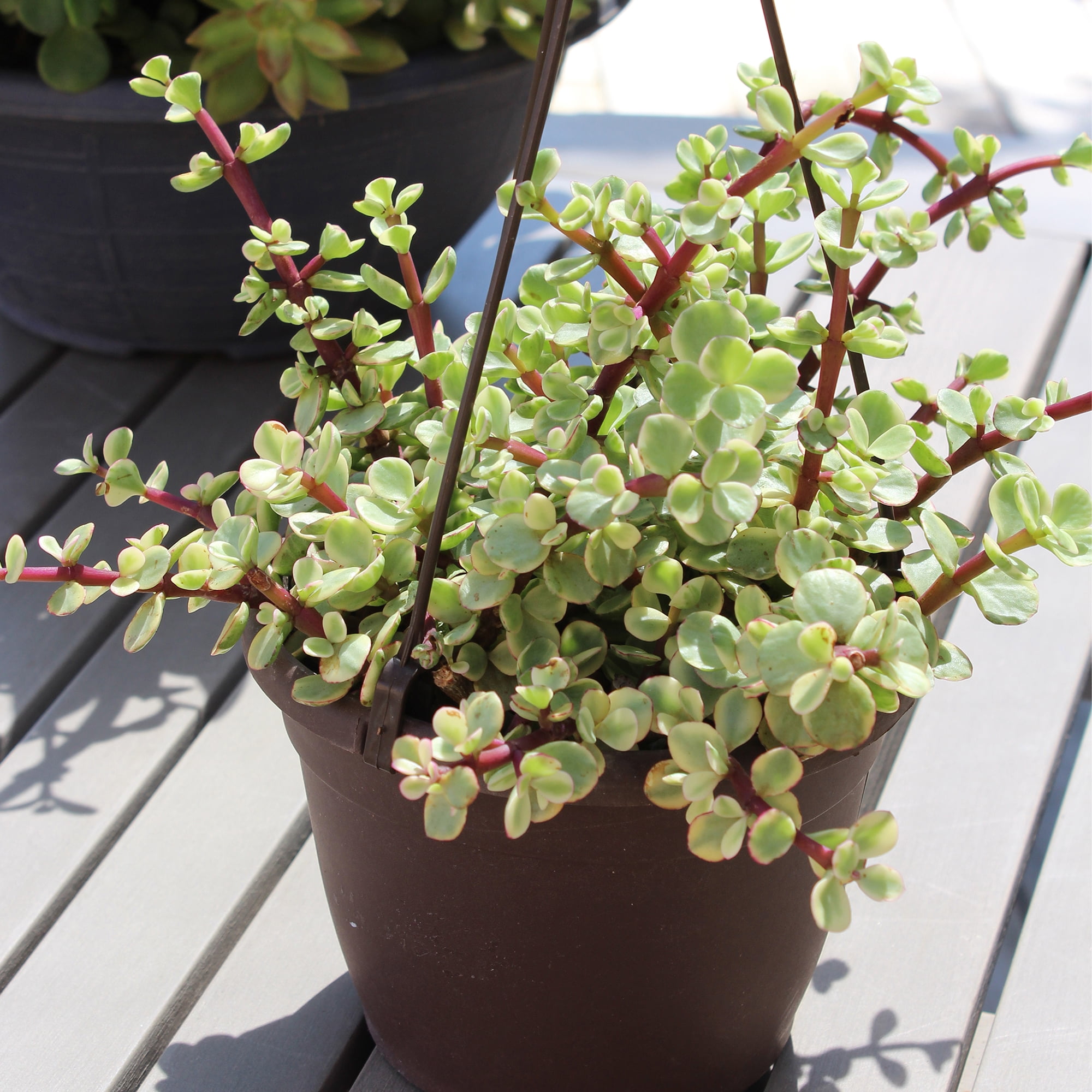 Element by Altman Plants Variegated Portulacaria Pet Safe Plant, 6" Live Succulent Hanging Basket