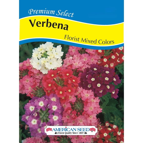 American Seed 100MG Verbena Florist Mixed Colors Annual Vegetable, Full Sun