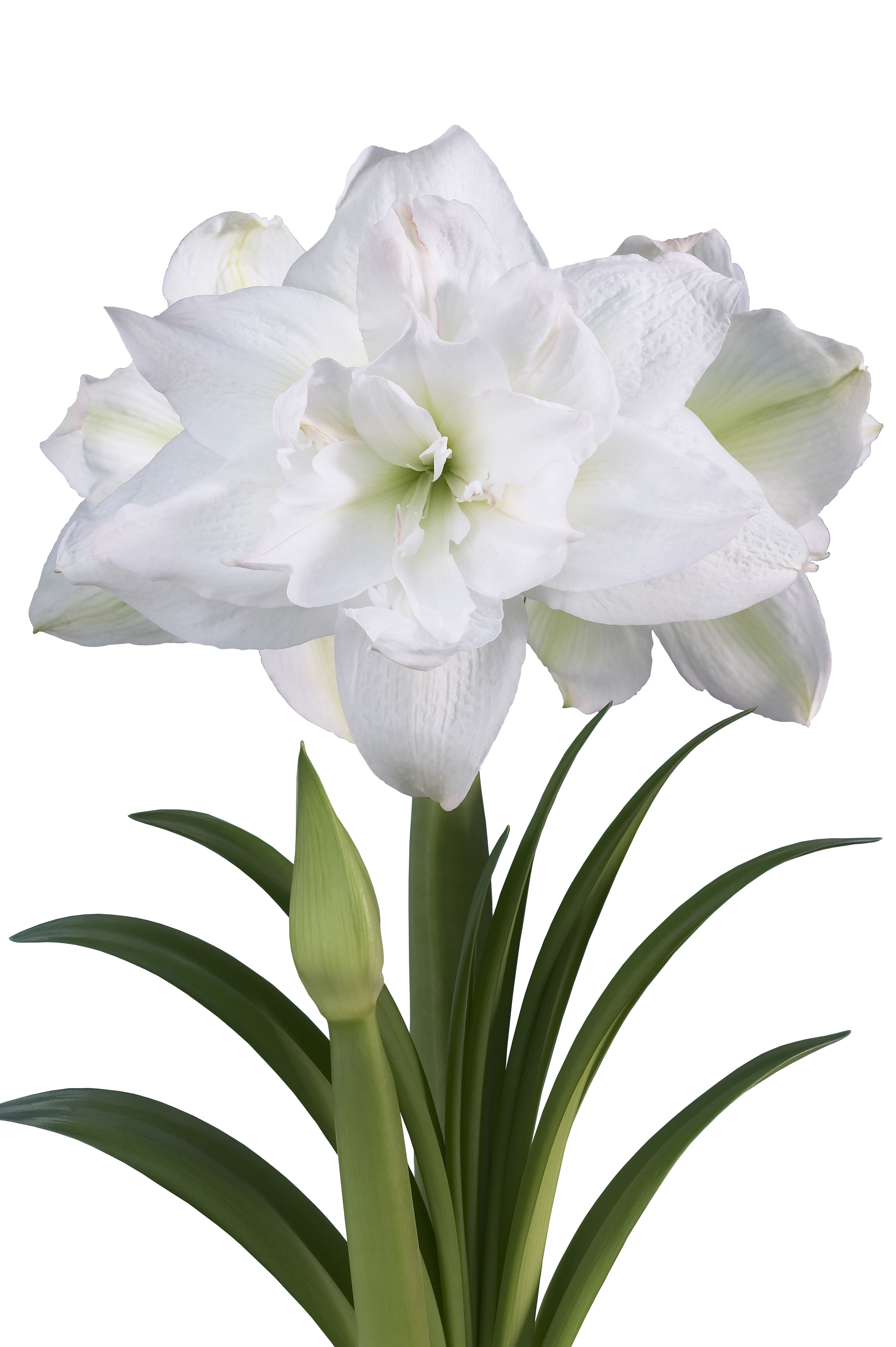 EuroBlooms Amaryllis 'Marquis' in 6-Inch Silver Pot, Indoor White Amaryllis Live Plant