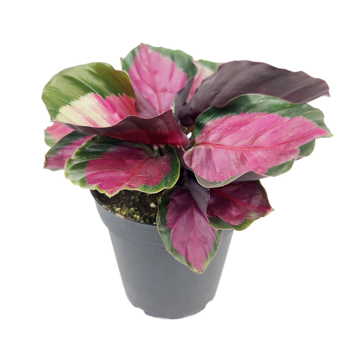 Calathea Rosy Roseopicta 6 Grower Pot Tropical Houseplants