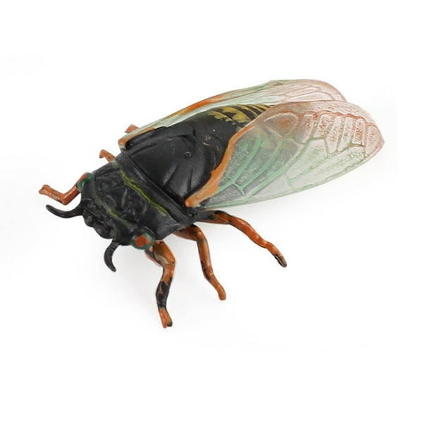Shulemin Cicadidae Model Novel Educational Vivid Appearance Cicada ...