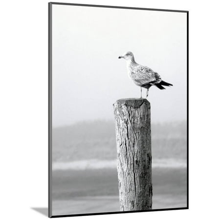 Cape Cod Wall Mount - White Seagull on Post, Cape Cod Wood Mounted Print Wall Art By Steven Emery