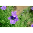 thumbnail image 4 of 250 PURPLE Robe CUP FLOWER Nierembergia Hippomanica Caerulea Seeds, 4 of 4