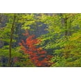 thumbnail image 2 of Paulson, Don 14x11 White Modern Wood Framed Museum Art Print Titled - Tennessee Autumn foliage in Cherokee NF, 2 of 4