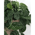 thumbnail image 4 of Rare Silver Cloud Philodendron - Scindapsus pictus - EASY - 2 Plants - 3" Pot, 4 of 4