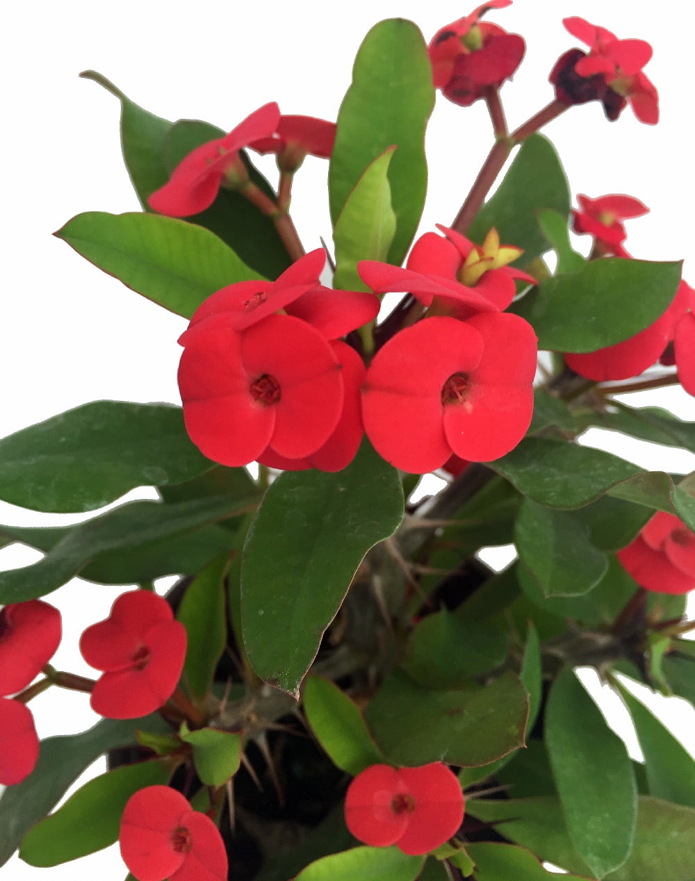 Red Crown of Thorns Plant   Euphorbia splendens   20