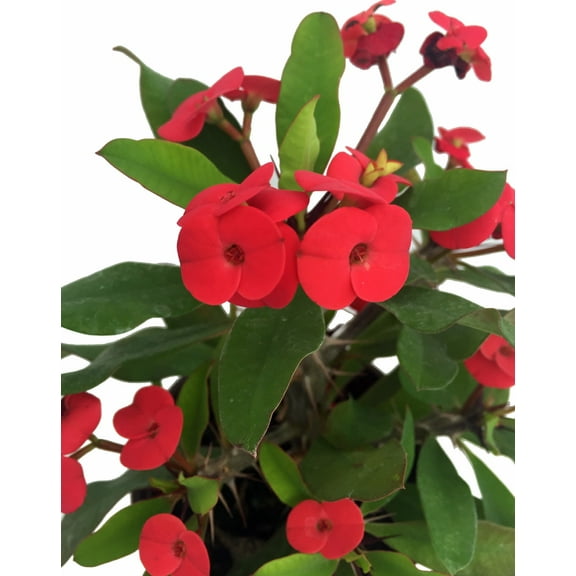 Red Crown of Thorns Plant - Euphorbia splendens - 5" Pot