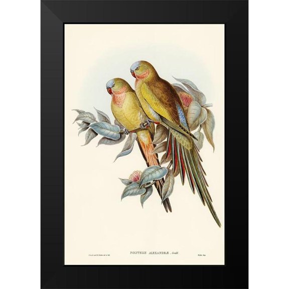 Gould, John 11x14 Black Modern Framed Museum Art Print Titled - The Princess of Waless Parakeet-Polytelis Alexandrae