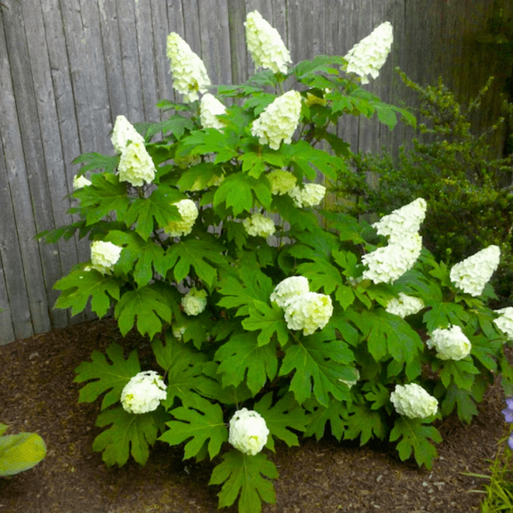 Oak Leaf Hydrangea Dormant Flowering Tree, Hydrangea Bush Perennial, 4-7 Inch