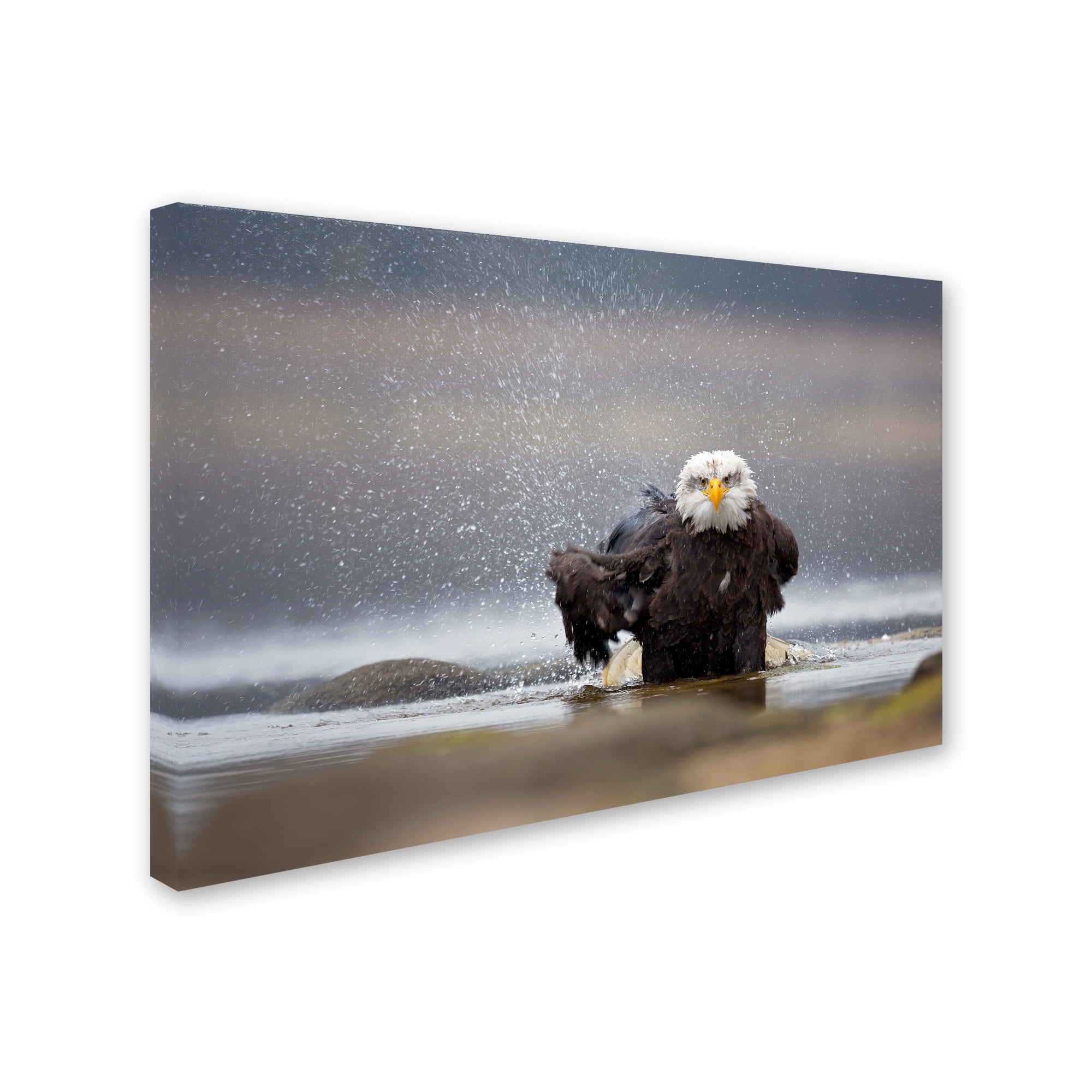 Milan Zygmunt 'Bald Eagle' Canvas Art