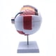 thumbnail image 2 of Modelo AnatóMico de Ojo Humano Ampliado 6X, Modelo de Ojo AnatóMicamente Preciso AnatomíA de Ojo Humano para Estudio de Aula de, 2 of 5