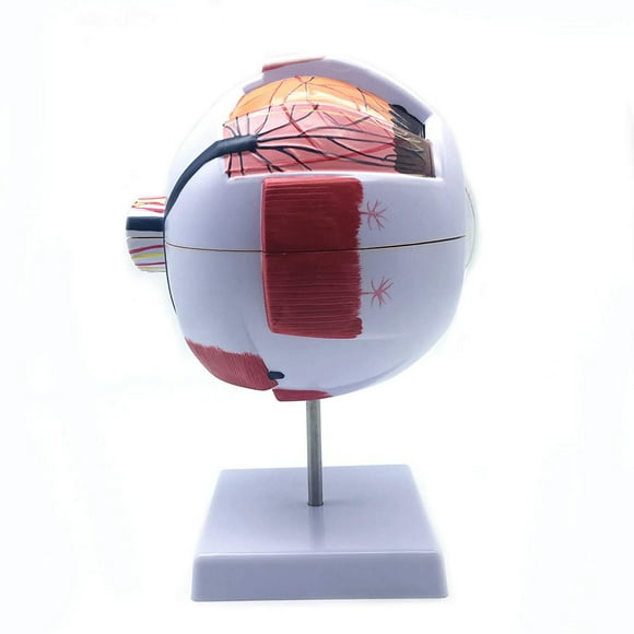 6X Enlarged Human Eye Anatomical Model,Anatomically Accurate Eye Model Human Eye Anatomy for Science Classroom Study