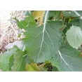 thumbnail image 4 of 1000 HANOVER SALAD Spring KALE Smooth Siberian Brassica Napus Vegetable Seeds, 4 of 8