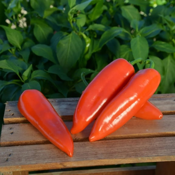 Pepper Seeds - Darling Variety Pepper Seeds - Non-GMO - 50 Seeds