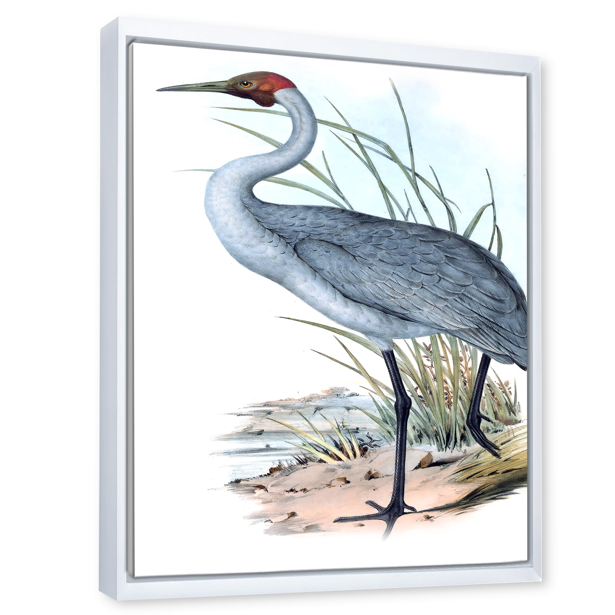 Designart 'Ancient Australian Birds V' Traditional Framed Canvas Wall Art Print