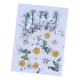 thumbnail image 2 of KLKCMS Belles Fleurs Séchées Pressées Naturelles - Remplissage, 2 of 6
