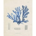 thumbnail image 3 of Vision Studio 20x24 Black Modern Framed Museum Art Print Titled - Blue Marine Algae IX, 3 of 5