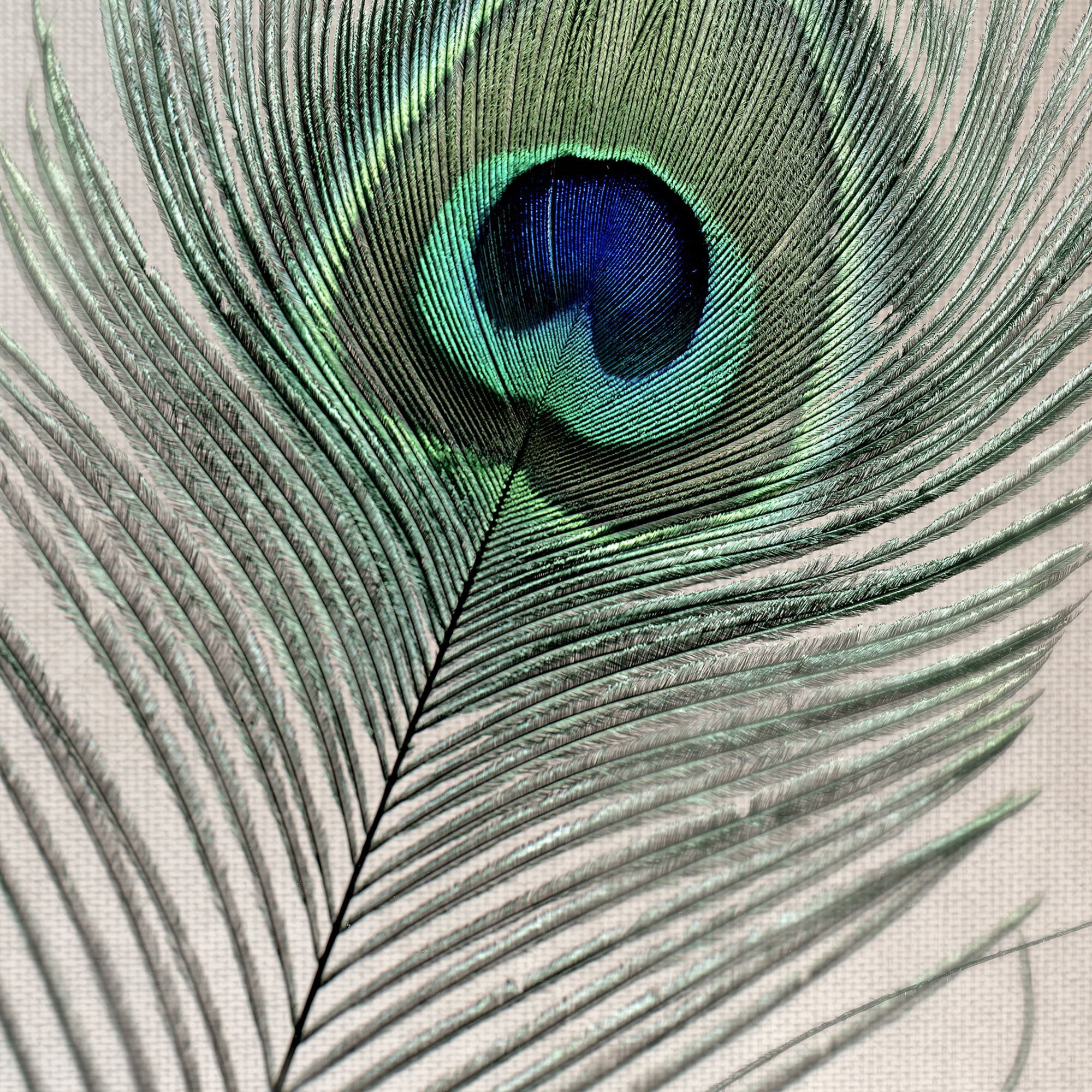 Masterpiece Art Gallery Feathers #11 Peacock By Alan Blaustein Canvas Art Print 18" x 24"
