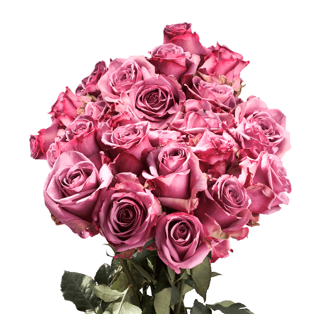 75 X Long Stems of Assorted Lavender Roses- Beautiful ...