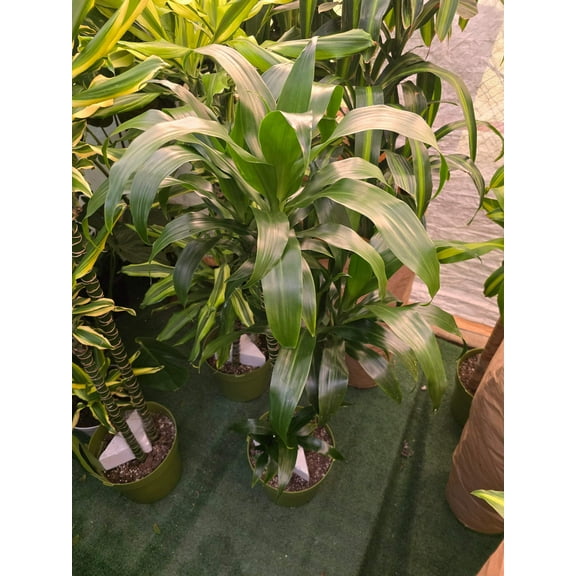 10 Inch Pot - XL 4 ft tall Live Dracaena Lisa Super Green Elegant Indoor plant - Get similar to the picture