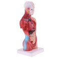 thumbnail image 4 of Estatua de vísceras humanas 28cm Torso Vísceras Cuerpo Cerebro Conjunto Modelo Laboratorio Adorno Recursos de Aprendizaje Magideal Estatua de vísceras humanas, 4 of 7
