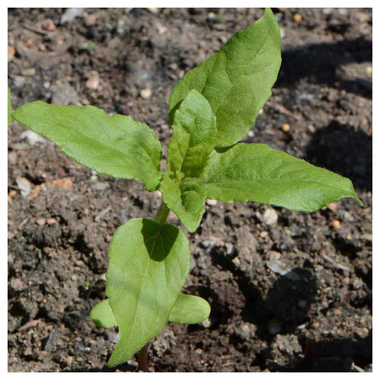 Everwilde Farms - 1 lb Autumn Beauty Sunflower Garden Flower Seeds - Gold Vault Bulk Seed Packet