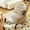 Camel, variant on S-HOME Velvet Accent Chair with Solid Wood Legs, Comfy Armless Design Ideal for Living Room and Cozy Bedroom Decor