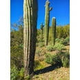 thumbnail image 2 of Popcorn 19x24 White Modern Wood Framed Museum Art Print Titled - Desert Scape 12a, 2 of 4