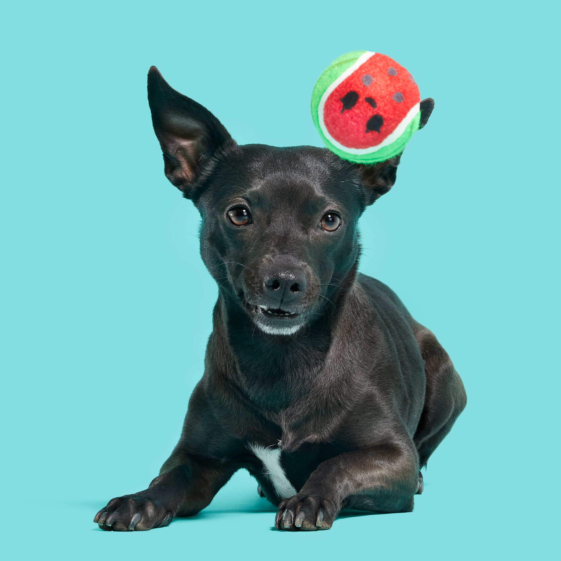 Planet Dog Orbee-Tuff Tennis Ball Treat Dispensing Dog Toy – Barkley's  Marketplace
