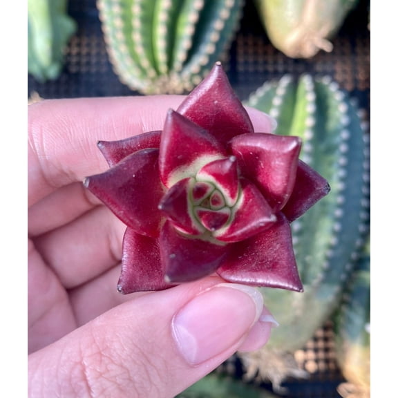 Rare Succulents - Echeveria Agavoides Rubin (1.5")