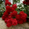 thumbnail image 2 of Red Ribbons Flowering Groundcover Rose Bush Dormant Bare Root Sarter Plant, One Plant per Offer, 2 of 4