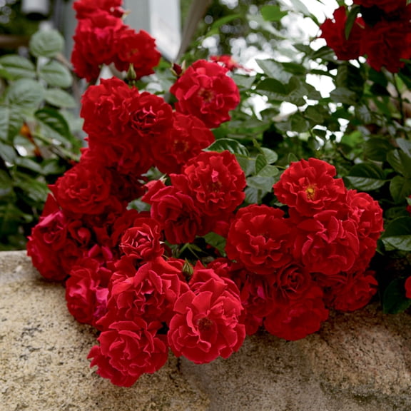 Red Ribbons Groundcover Rose Dormant Bare Root Shrub (1-Pack)