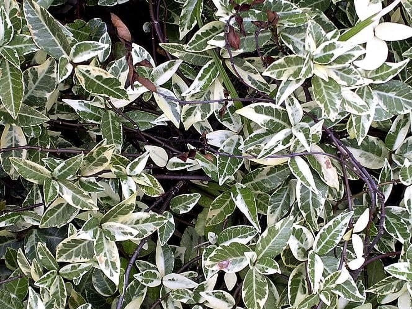 Variegated Confederate Jasmine  2 Extra Large 3 Gallon Plants  Trachelospermum jasminoides Variegata  Eye-Catching Climber  Perfect for Garden Walls and Trellises